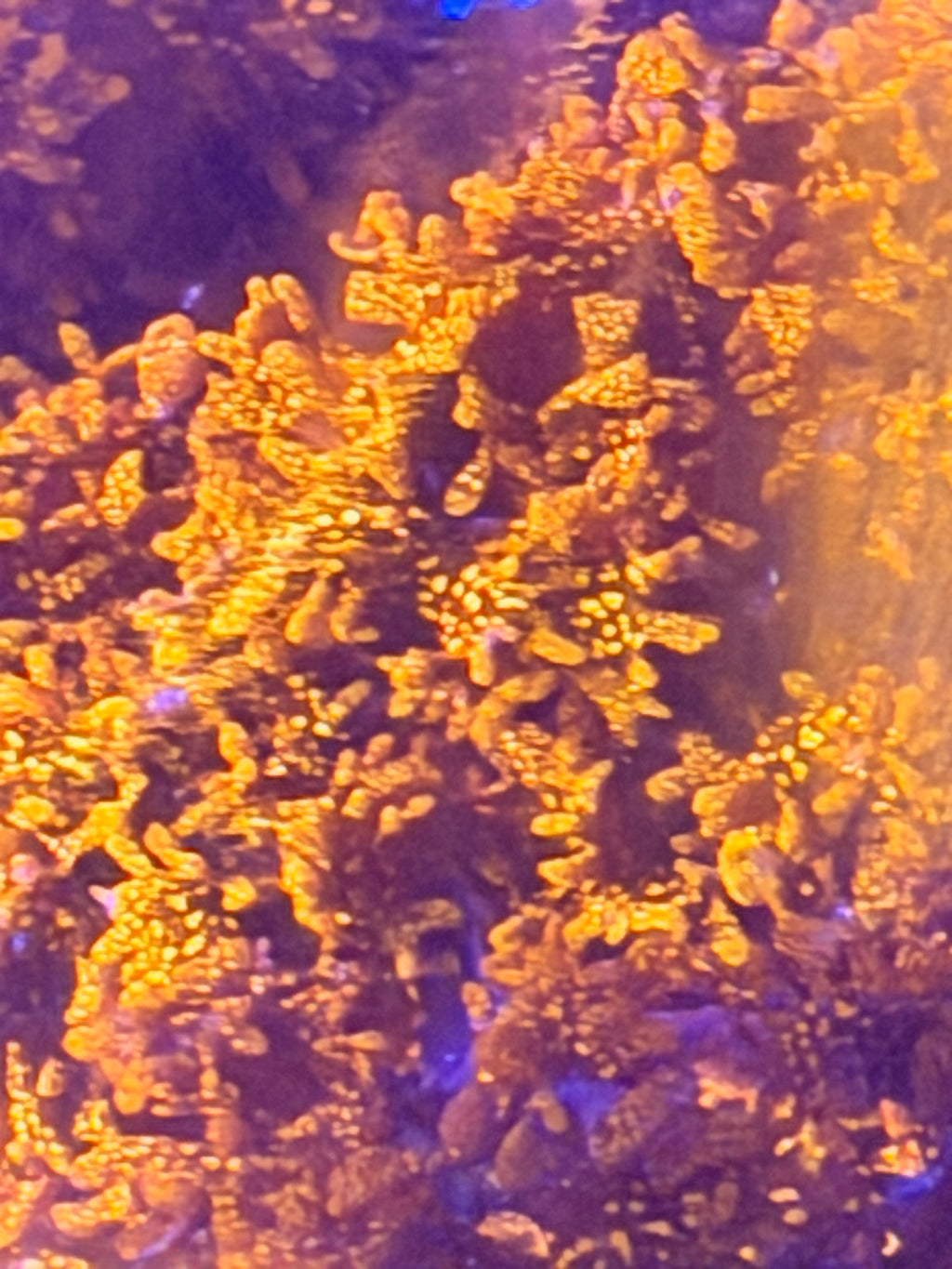Atomic Broccoli (Augophyllum wysorii)