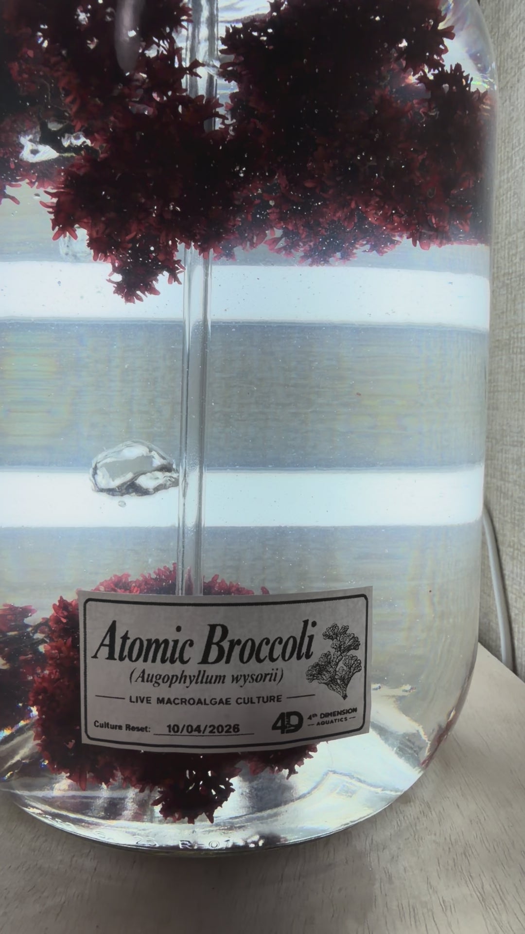 Atomic Broccoli (Augophyllum wysorii)